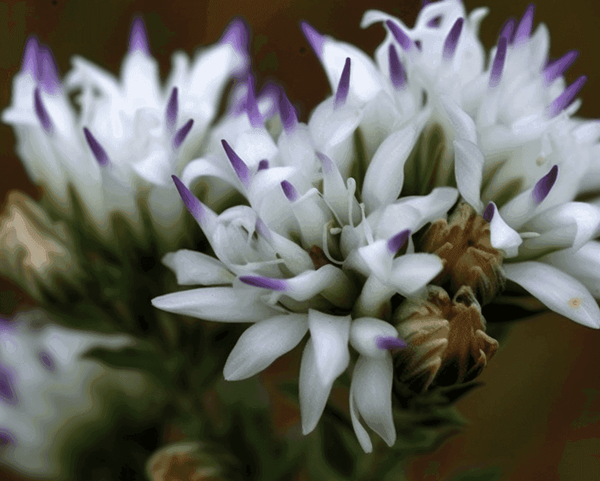 Vernonia Calvoana, a nutrient-rich leafy green, displayed fresh with vibrant green leaves. Known for its powerful antioxidant and medicinal properties, this herb is a key ingredient in Interstellar Blends' herbal formulations for vitality and wellness.