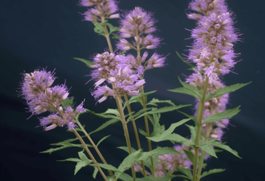 Vitex Cienkowskii – A rare adaptogenic herb known for its potent antioxidant and neuroprotective properties. Featured in Interstellar Blends for its synergy in promoting vitality, cognitive function, and hormonal balance. Image showcases its lush green leaves and delicate flowers, symbolizing nature’s healing power.