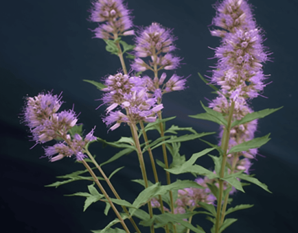 Vitex Cienkowskii – A rare adaptogenic herb known for its potent antioxidant and neuroprotective properties. Featured in Interstellar Blends for its synergy in promoting vitality, cognitive function, and hormonal balance. Image showcases its lush green leaves and delicate flowers, symbolizing nature’s healing power.