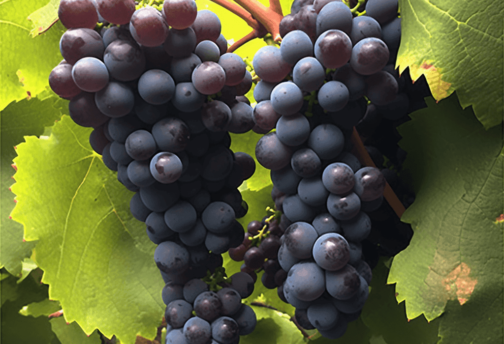 Vitis amurensis - Interstellar Blends