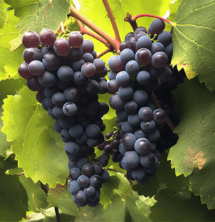 Vitis amurensis - Interstellar Blends