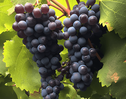 Vitis amurensis - Interstellar Blends