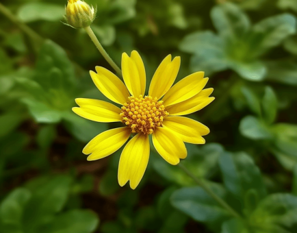 Wedelia chinensis – A vibrant shot of Wedelia chinensis, an herb in Interstellar Blends known for hair growth and liver protection.