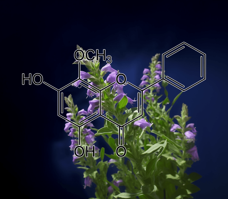 Wogonin (Scutellariae radix) – A bright depiction of Wogonin, a flavonoid in Interstellar Blends for neuroprotection and anti-inflammatory effects.