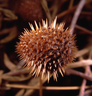 Xanthium strumarium (Common Cocklebur) plant illustration, a medicinal herb included in Interstellar Blends' herbal formulas, known for its effectiveness in relieving nasal congestion, reducing inflammation, and supporting respiratory health