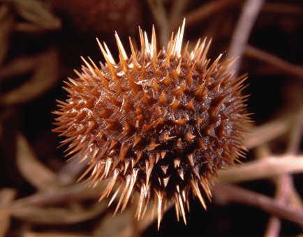 Xanthium strumarium (Common Cocklebur) plant illustration, a medicinal herb included in Interstellar Blends' herbal formulas, known for its effectiveness in relieving nasal congestion, reducing inflammation, and supporting respiratory health