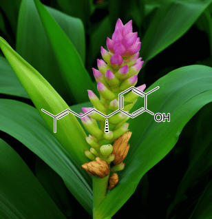 Xanthorrhizol compound illustration, a bioactive compound derived from Curcuma xanthorrhiza featured in Interstellar Blends' herbal formulas, known for its antimicrobial, anti-inflammatory, and anticancer properties