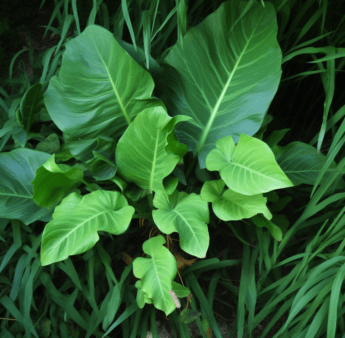 Xanthosoma sagittifolium (Tannia) leaf and tuber illustration, a tropical plant featured in Interstellar Blends' herbal formulas, known for its nutrient density, digestive support, and antioxidant properties