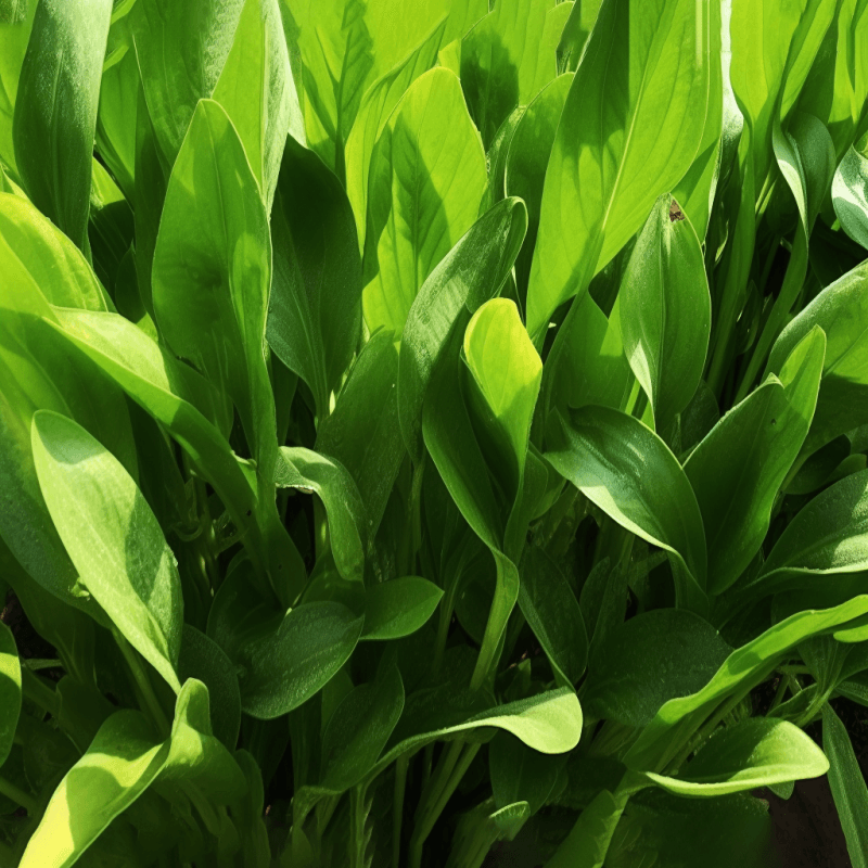 Xuezhikang extract illustration, a red yeast rice derivative featured in Interstellar Blends' herbal formulas, known for its cholesterol-lowering effects, cardiovascular support, and antioxidant properties