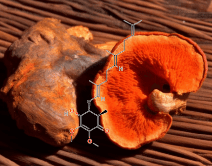 A high-resolution shot of Antroquinonol, a rare bioactive compound in Interstellar Blends known for cellular regeneration and immune support.