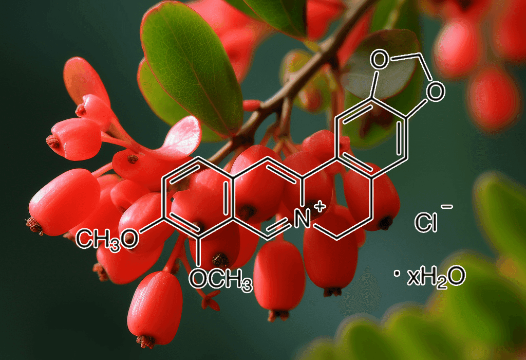 Berberine (Cortidis rhizoma) – A detailed photo of Berberine, an active alkaloid in Interstellar Blends for blood sugar regulation.