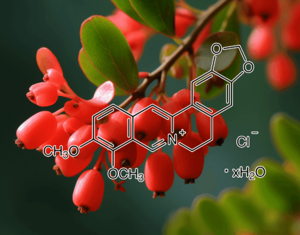 Berberine (Cortidis rhizoma) – A detailed photo of Berberine, an active alkaloid in Interstellar Blends for blood sugar regulation.