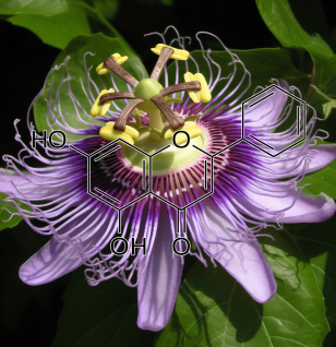 Chrysin and Tectochrysin (Alpinia oxyphylla) – Testosterone-enhancing flavonoids in Interstellar Blends, reducing anxiety and inflammation.