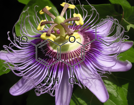Chrysin and Tectochrysin (Alpinia oxyphylla) – Testosterone-enhancing flavonoids in Interstellar Blends, reducing anxiety and inflammation.
