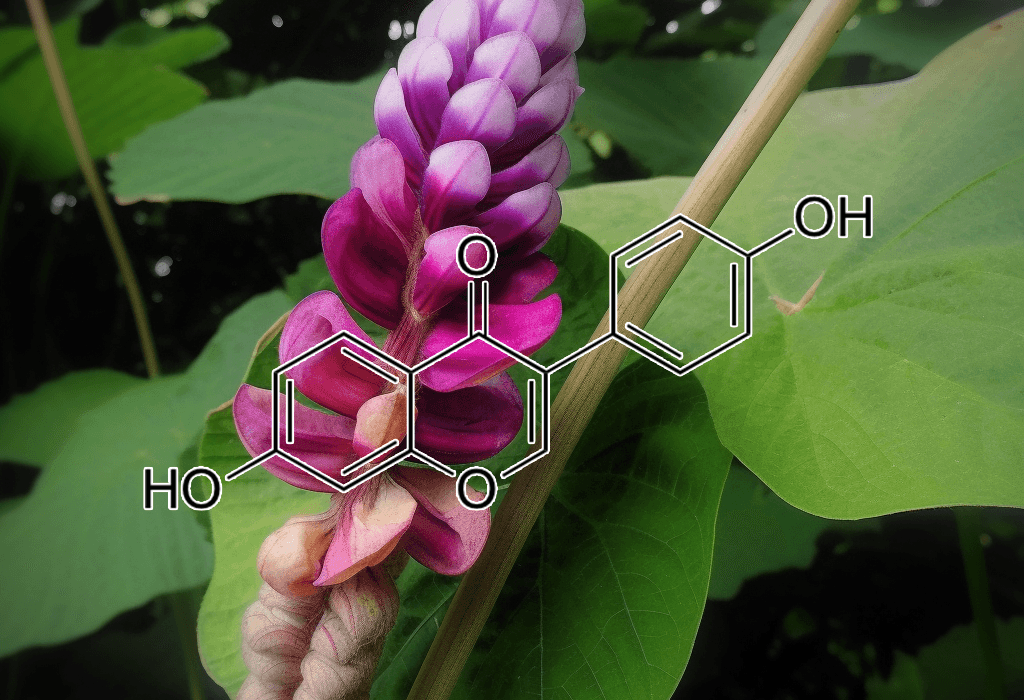 Pueraria lobata – A striking shot of Pueraria lobata (Kudzu root), an herb in Interstellar Blends for liver and cognitive support.