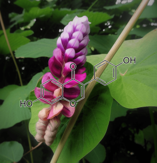 Pueraria lobata – A striking shot of Pueraria lobata (Kudzu root), an herb in Interstellar Blends for liver and cognitive support.