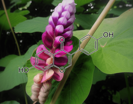 Pueraria lobata – A striking shot of Pueraria lobata (Kudzu root), an herb in Interstellar Blends for liver and cognitive support.