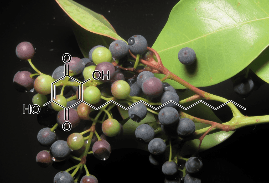 Embelin Embelia Ribes - Interstellar Blends