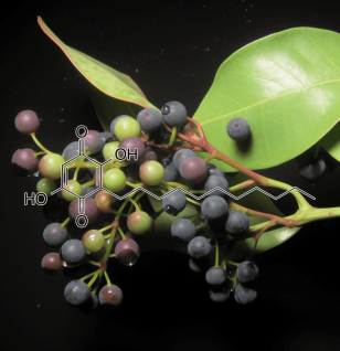 Embelin Embelia Ribes - Interstellar Blends