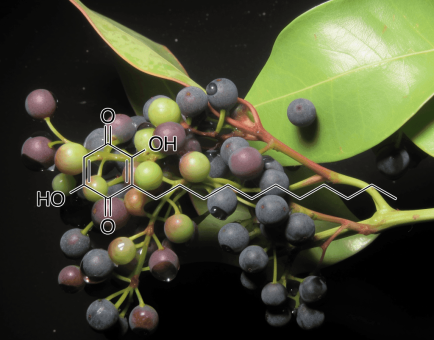 Embelin Embelia Ribes - Interstellar Blends