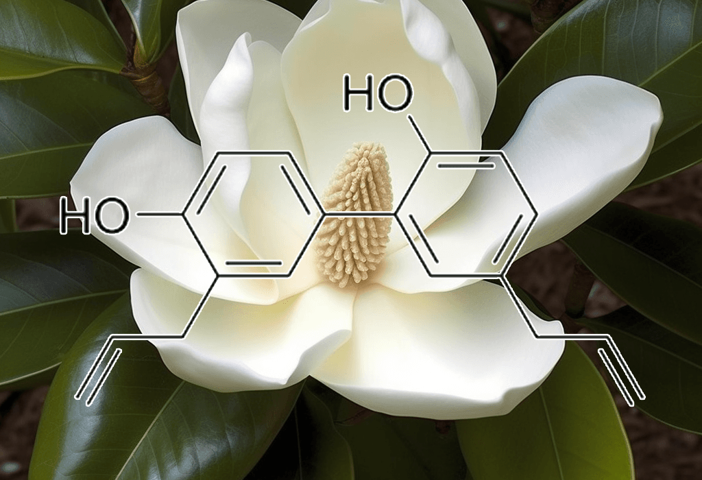 Honokiol – A close-up of Magnolia bark, the source of Honokiol in Interstellar Blends for its calming and neuroprotective effects.