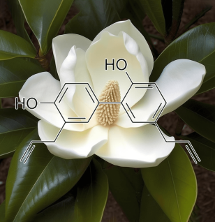 Honokiol – A close-up of Magnolia bark, the source of Honokiol in Interstellar Blends for its calming and neuroprotective effects.