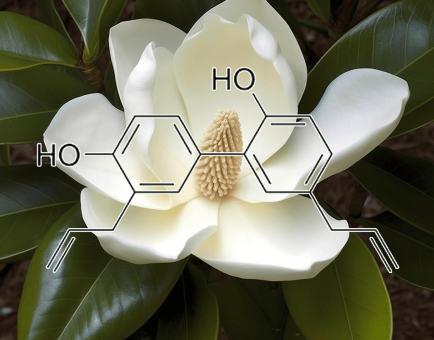 Honokiol – A close-up of Magnolia bark, the source of Honokiol in Interstellar Blends for its calming and neuroprotective effects.
