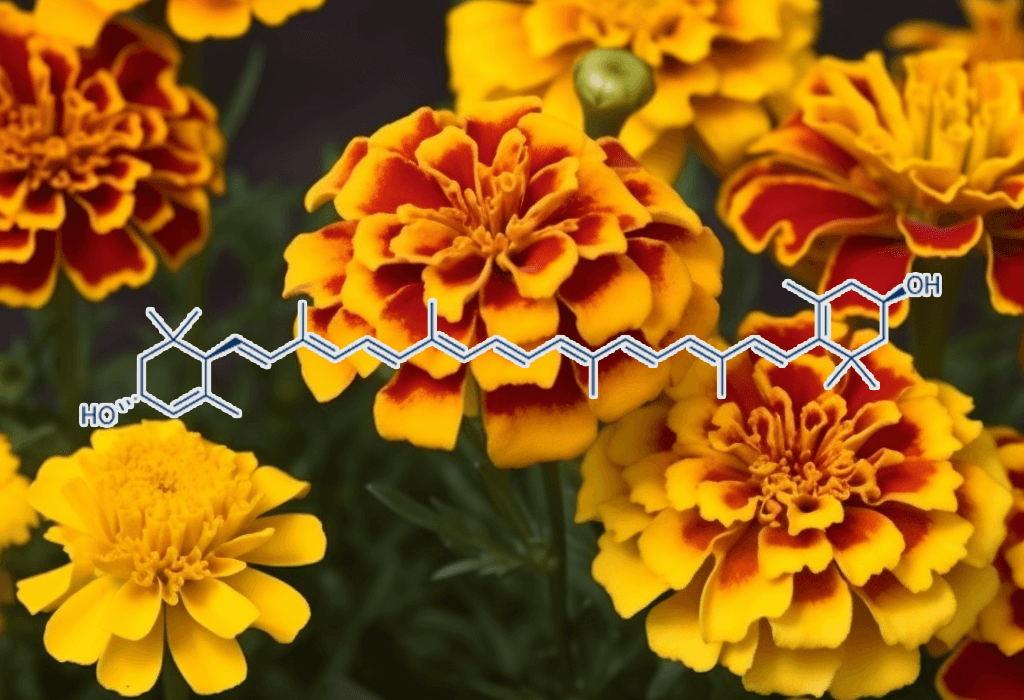 Zeaxanthin (Marigold Genus Tagetes Extract) – Eye-protecting carotenoid in Interstellar Blends, reducing oxidative stress and supporting vision health.
