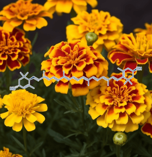 Zeaxanthin (Marigold Genus Tagetes Extract) – Eye-protecting carotenoid in Interstellar Blends, reducing oxidative stress and supporting vision health.