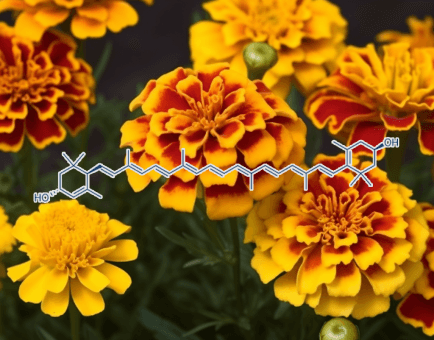 Zeaxanthin (Marigold Genus Tagetes Extract) – Eye-protecting carotenoid in Interstellar Blends, reducing oxidative stress and supporting vision health.