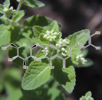 Luteolin – A detailed image of Luteolin, a flavonoid in Interstellar Blends for neuroprotection and antioxidant effects.