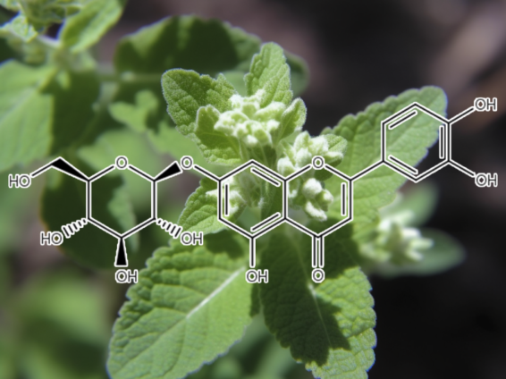 Luteolin – A detailed image of Luteolin, a flavonoid in Interstellar Blends for neuroprotection and antioxidant effects.