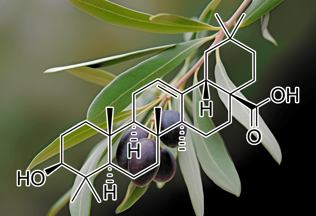 Oleanolic acid – A close-up of Oleanolic acid, a plant-based compound in Interstellar Blends for liver and metabolic health.