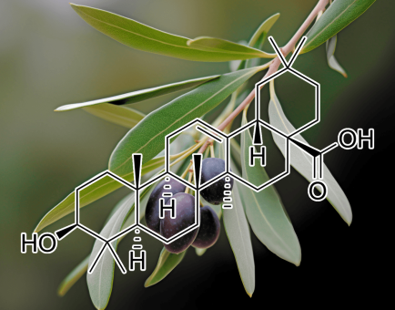 Oleanolic acid – A close-up of Oleanolic acid, a plant-based compound in Interstellar Blends for liver and metabolic health.