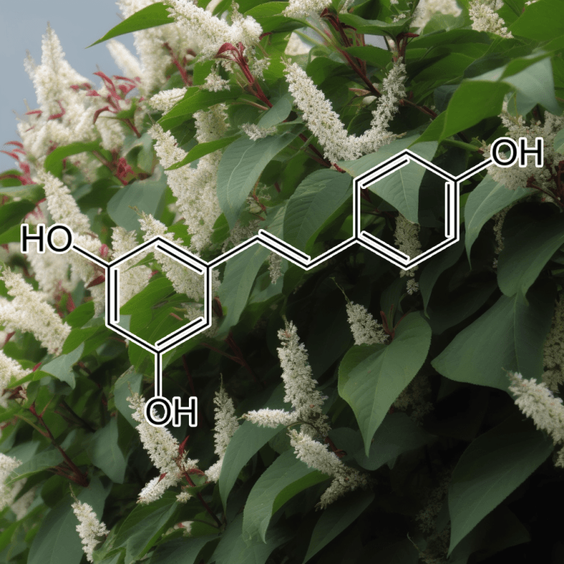 Resveratrol – A vibrant image of Resveratrol, a polyphenol in Interstellar Blends known for longevity, cardiovascular, and cognitive health.