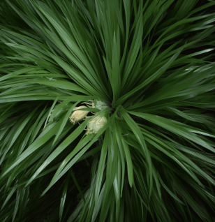 ACORUS GRAMINEU - Interstellar Blends