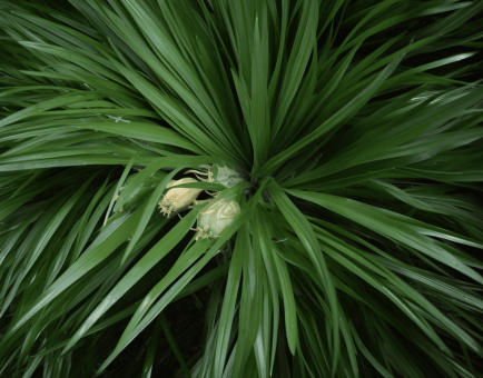 ACORUS GRAMINEU - Interstellar Blends