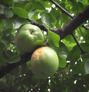 AEGLEM - Interstellar Blends