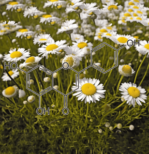 Apigenin – Bioactive flavonoid in Interstellar Blends, supporting cellular health, reducing stress, and promoting relaxation.