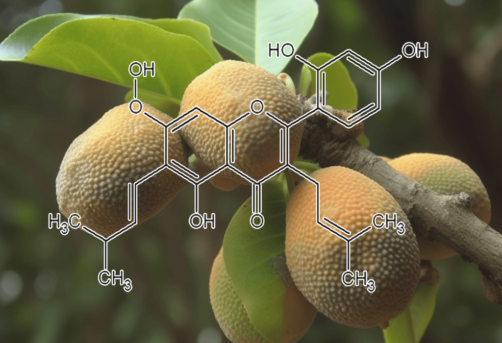 ARTOCARPIN plant source - Interstellar Blends