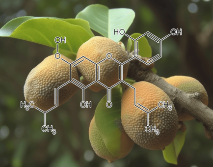 ARTOCARPIN plant source - Interstellar Blends
