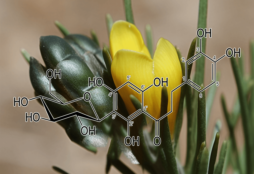 ASPALATHIN - Interstellar Blends
