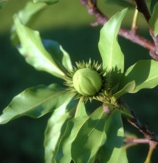 Quercus acutissima CARR. – Antioxidant-rich oak species in Interstellar Blends, promoting immune defense and anti-inflammatory benefits.