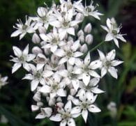 Allium tuberosum (Chinese Chives, Garlic Chives) – Nutrient-rich herb in Interstellar Blends, supporting cardiovascular health, digestion, and immune function.