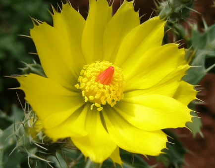 Argemone mexicana (Mexican Poppy) plant illustration, a traditional medicinal herb featured in Interstellar Blends' herbal formulas, known for its antimicrobial, analgesic, and detoxifying properties