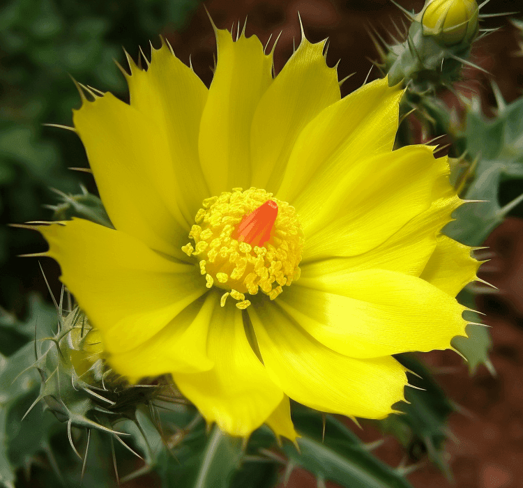 Argemone mexicana (Mexican Poppy) plant illustration, a traditional medicinal herb featured in Interstellar Blends' herbal formulas, known for its antimicrobial, analgesic, and detoxifying properties