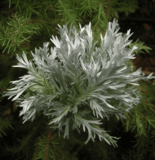 Artemisia Capillaris – A striking image of Artemisia Capillaris, an herb in Interstellar Blends for liver detoxification and metabolic health.