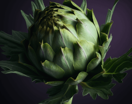 Artichoke Leaf - Interstellar Blends