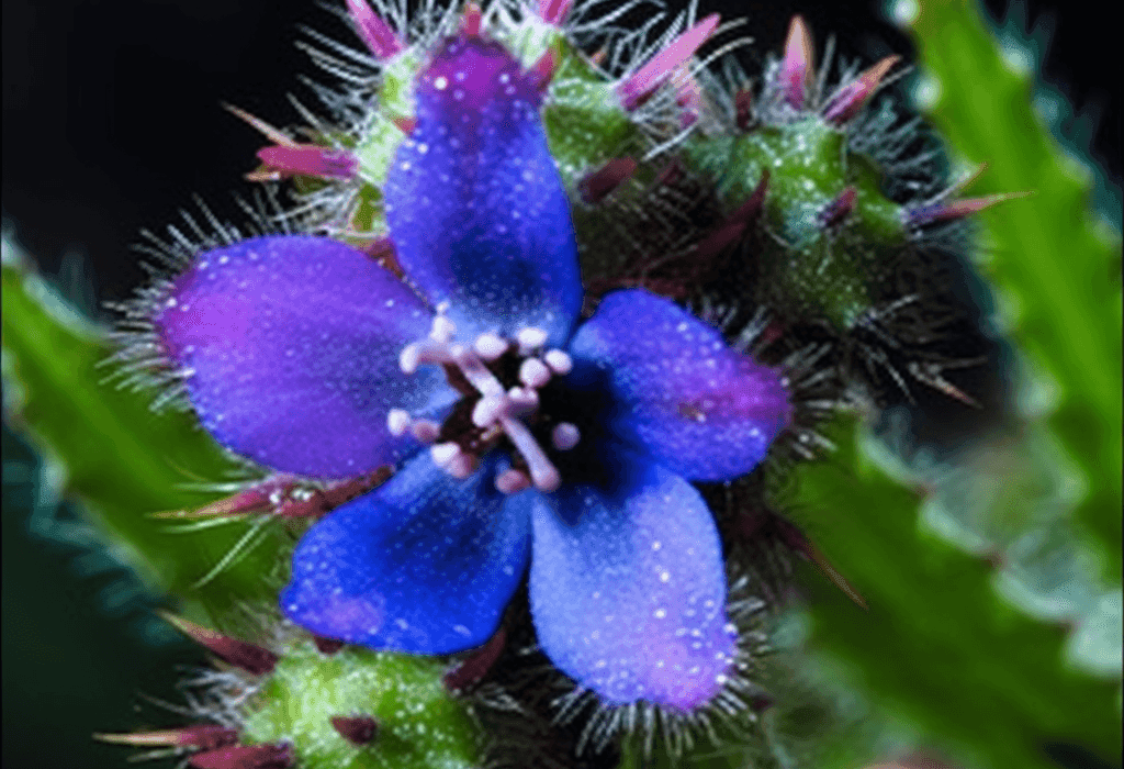 Asperugo procumbens - Interstellar Blends