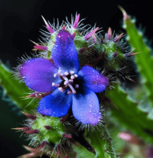 Asperugo procumbens - Interstellar Blends